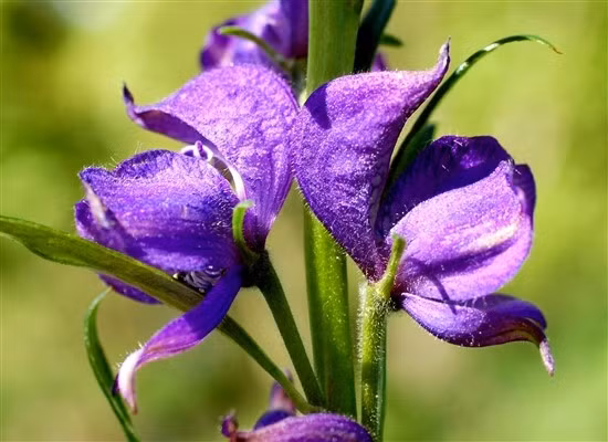 6. Cây phụ tử được biết như Cây ô đầu (monkshood) là loại cây gây tử vong rất nhanh. Ban đầu, nạn nhân nôn mửa và tiêu chảy, sau đó chất độc này gây rối loạn chức năng tim cho tới khi nạn nhân chết. Có lời đồn rằng, Hoàng đế Claudius bị vợ đầu độc bằng chất độc cây phụ tử trong đĩa nấm. Bà dựng lên hiện trường giả có nhiều điều bất thường vì cây phụ tử được biết đến như “mẹ chồng của chất độc”.