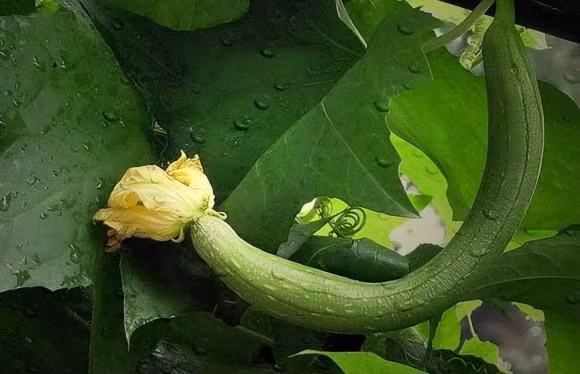'Ky phung dich thu' cua muop, ca hai tuyet doi khong duoc an cung nhau