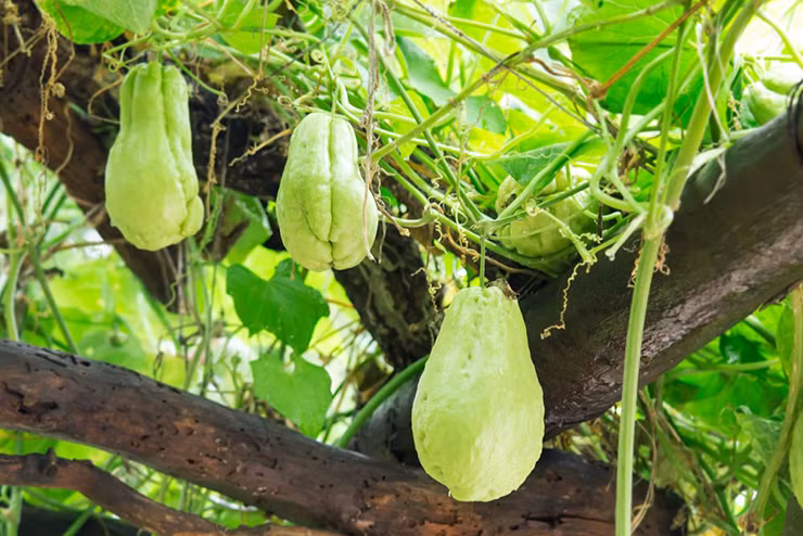 Ngon su su xao toi bo than trang duong va la vi thuoc quy-Hinh-2