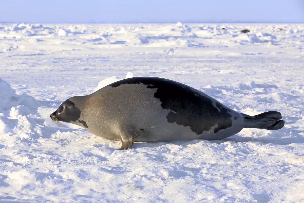 Hải cẩu Greenland (Pagophilus groenlandicus) dài 1,7-1,9 mét, phân bố ở Bắc Đại Tây Dương. Loài hải cẩu này tụ tập thành các nhóm ồn ào khi di trú về phía Nam và mùa Đông và phía Bắc vào mùa hè. Ảnh: ThoughtCo.