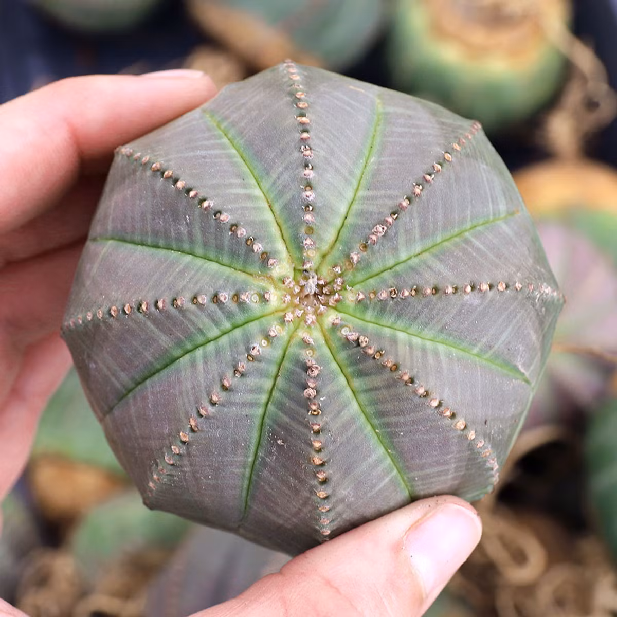 Giống như tất cả các loài cây thuộc chi Euphorbia, cây quả bóng có nhựa mủ rất độc. Dù vậy, chúng vẫn là một cây cảnh được ưa chuộng do vẻ ngoài thú vị. Ảnh: Mountain Crest Gardens.