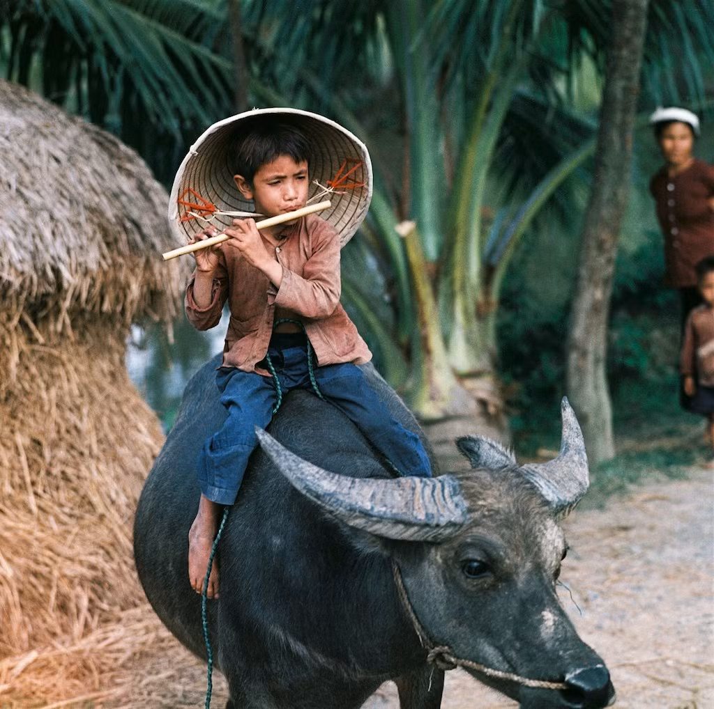 Cậu bé thổi sáo trên lưng trâu.