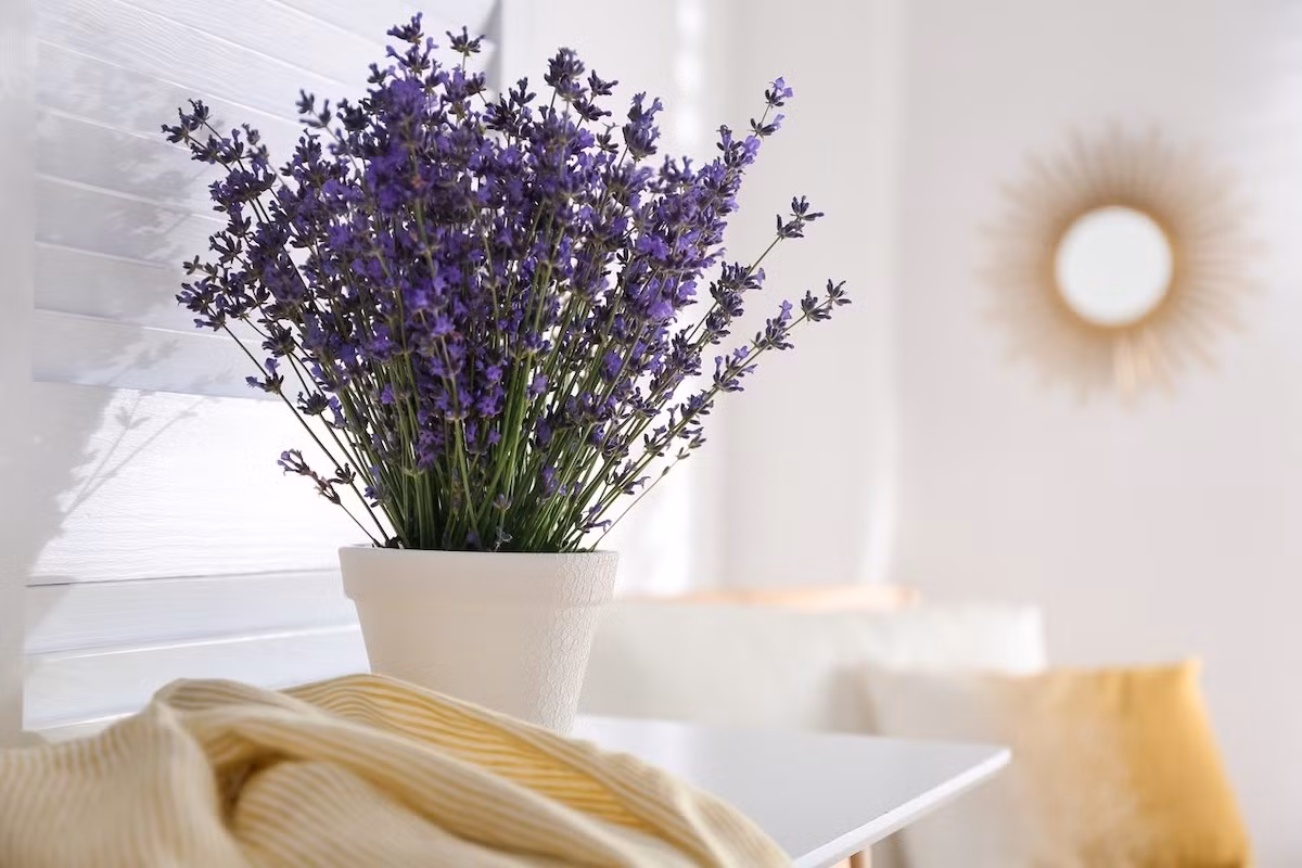 Hoa oải hương cũng có đặc tính êm dịu và nhẹ nhàng, có thể giúp giảm lo lắng và căng thẳng. Khi bạn cảm thấy khó chịu hoặc cảm xúc không ổn định, chỉ cần một chút hương hoa oải hương cũng có thể xoa dịu tâm trí. Nó được coi là liệu pháp tâm lý tự nhiên giúp điều chỉnh tâm trạng, cải thiện chất lượng giấc ngủ và tăng cường sức khỏe tinh thần của con người.