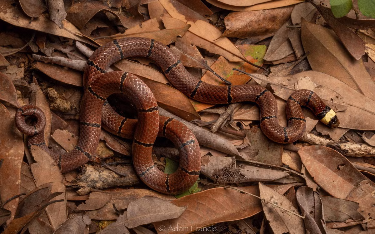  Rắn lá khô thường (Sinomicrurus macclellandi). Kích cỡ: Dài 40-60 cm. Khu vực phân bố: Cao Bằng (Ngân Sơn), Lào Cai (Sa Pa), Bắc Kạn, Thái Nguyên (Ký Phú), Lạng Sơn, Vĩnh Phúc (Tam Đảo), Phú Thọ (Khả Cửu), Hà Nội (Ba Vì), Thừa Thiên Huế, Lâm Đồng (Đà Lạt). Ảnh: Hong Kong Snake ID.