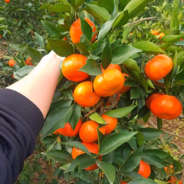 Người xưa thường dùng hoa cam để bày tỏ sự chúc phúc và quan tâm đến người thân, bạn bè. Cây cam là một loại cây trồng trong vườn được người xưa yêu thích vì nó tượng trưng cho sự may mắn, tốt lành. 