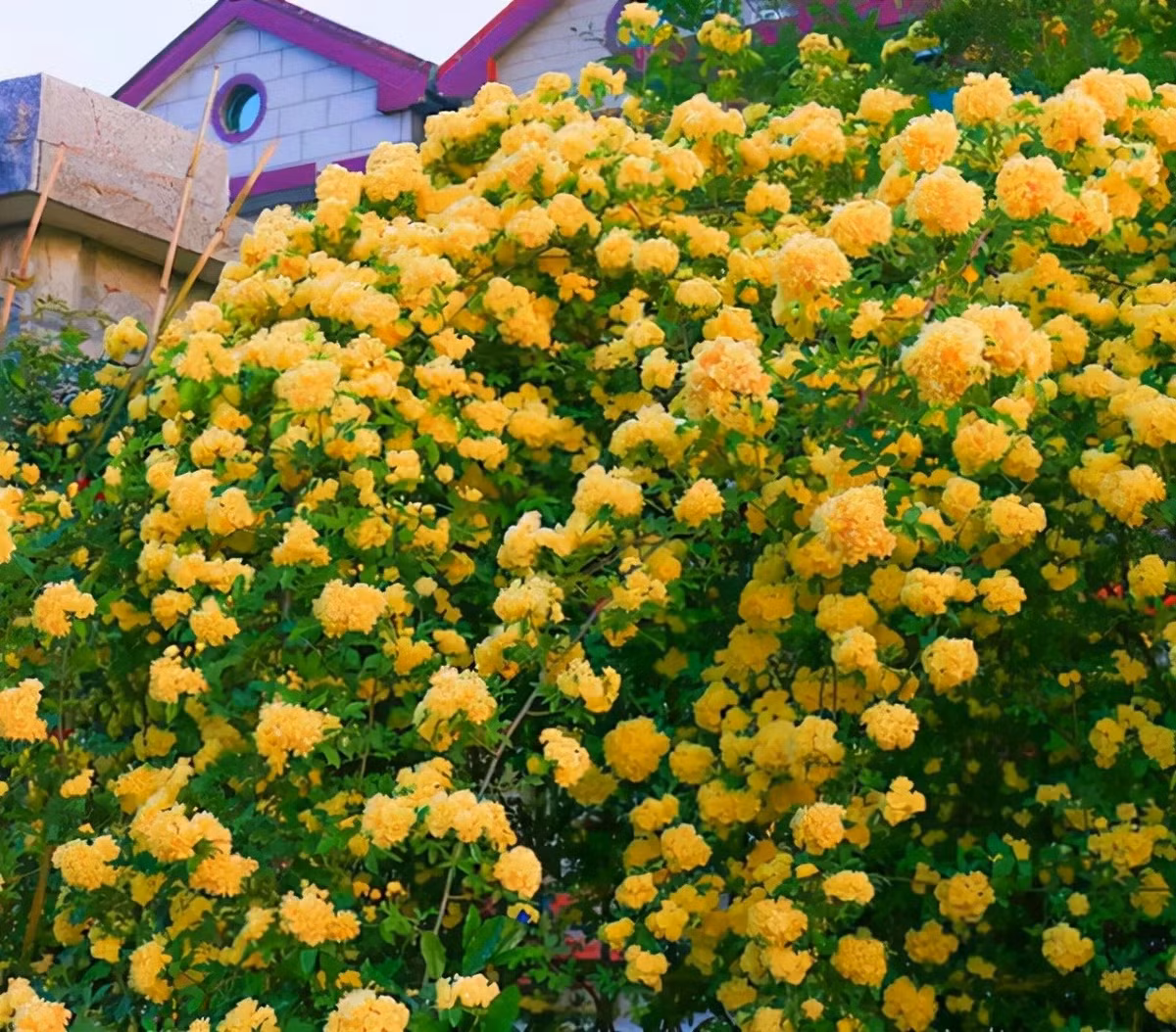  Ngoài vẻ đẹp rực rỡ, cuốn hút, hương hoa thơm ngát, loài hoa này còn có thể ăn được. Không ít người làm bánh đã đưa loại hồng mân côi thơm này vào bánh ngọt và khá được ưa thích.