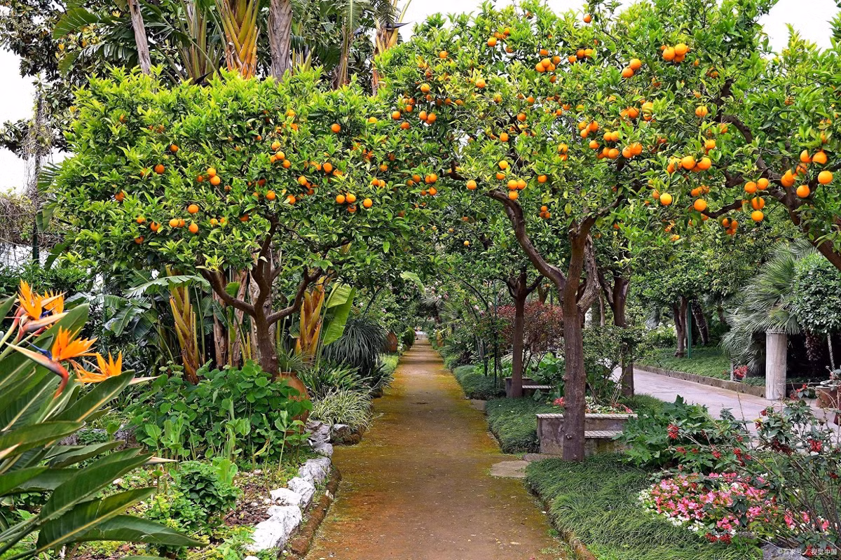 Về mùi thơm của hoa cam khác với mùi thơm nồng nàn hay ngọt ngào của các loài hoa khác nhưng lại có hương thơm tươi mát, tự nhiên giống như hơi thở của thiên nhiên khiến con người cảm thấy thư thái, vui vẻ.