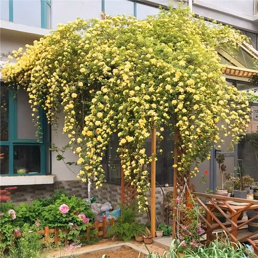  Nhiều người cho rằng hồng mân côi là "bông hoa thơm nhất trên thế giới". 1 bông hoa có mùi thơm không nhiều nhưng triệu bông cùng "lên tiếng" sẽ là một lọ nước hoa khổng lồ bị đánh vỡ. Cả một vùng rộng lớn sẽ tràn ngập hương thơm khiến bạn phải kinh ngạc.