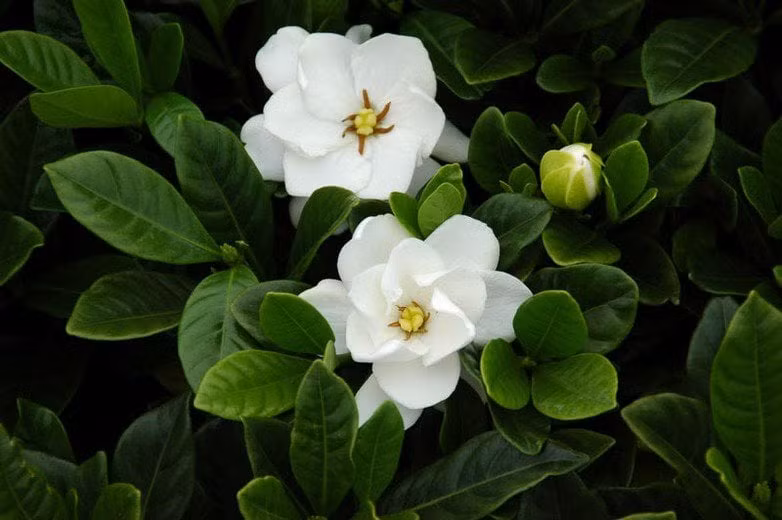  Dành dành: Dành dành là loài hoa thuộc loại cây bụi thường xanh thuộc họ Rubiaceae, không chỉ đẹp mà mùi thơm độc đáo của nó được xếp vào top 10 loài hoa “thơm nhất”. 