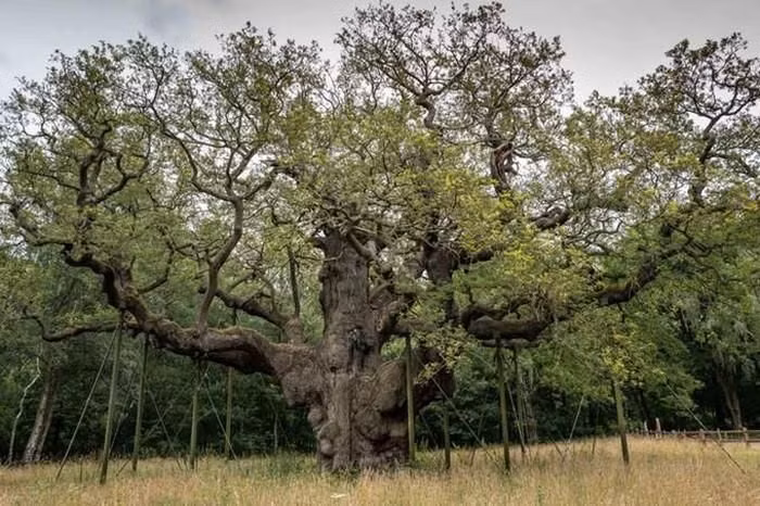  Cây sồi Vĩ Đại (Major Oak) sinh trưởng trong khu rừng Sherwood ở Nottinghamshire, Anh. Theo các chuyên gia, cây sồi khoảng 1.000 tuổi và nặng gần 23 tấn.