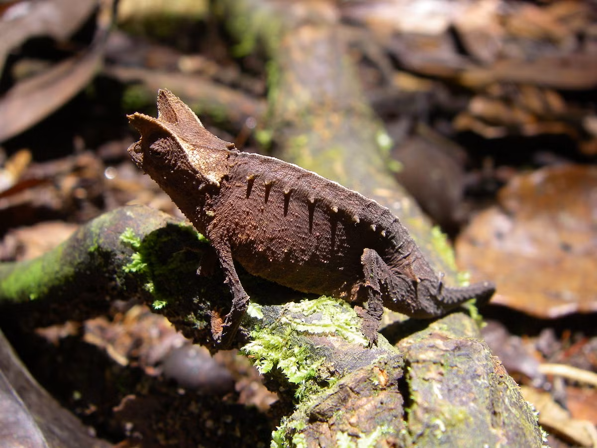 Các thành viên của chi Brookesia phần lớn có màu nâu, phù hợp với môi trường sống là thân cây gỗ hoặc nền đất có nhiều lá khô. Ảnh: Wikipedia.