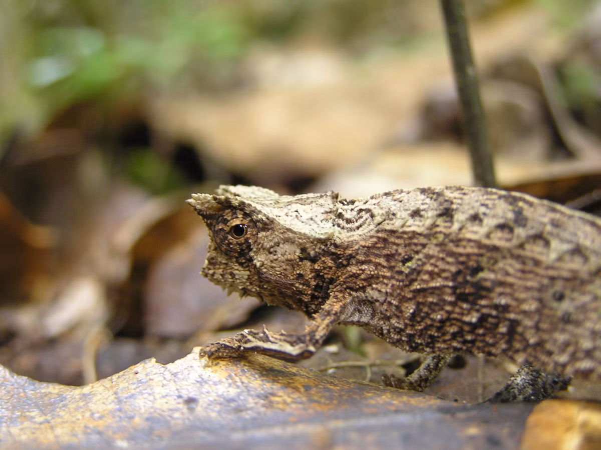 Tắc kè lá (Brookesia) là một chi thằn lằn nằm trong họ Tắc kè hoa (Chamaeleonidae). Chúng gồm những loài tắc kè hoa đặc hữu của đảo Madagascar, có kích thước rất nhỏ. Ảnh: Wikipedia.