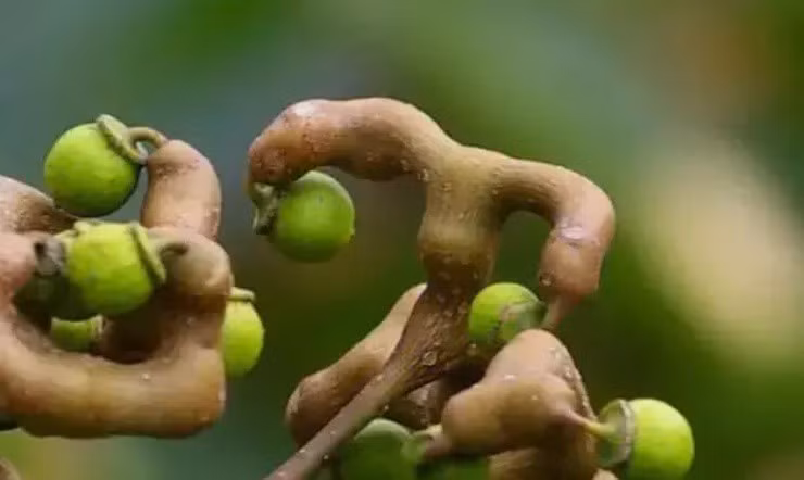 Khúng khéng rất giàu giá trị dinh dưỡng và chứa một lượng lớn glucose, fructose, vitamin, các khoáng chất như canxi, phốt pho, sắt... Trong số đó, hàm lượng vitamin C của khúng khéng cao hơn táo thông thường gấp chục lần. Ngoài ra, khúng khéng còn chứa một lượng lớn lipid, sucrose và glucose - những dưỡng chất có lợi cho sức khỏe.