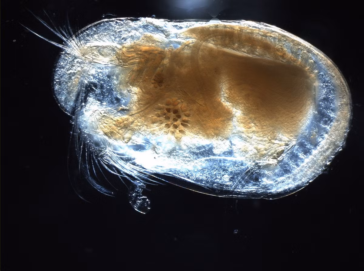 Trong thế giới động vật, lớp Giáp trai (Ostracoda) quy tụ những loài giáp xác có hình thái cơ thể độc đáo, thường được gọi là tôm hạt. Ảnh: Wikipedia.