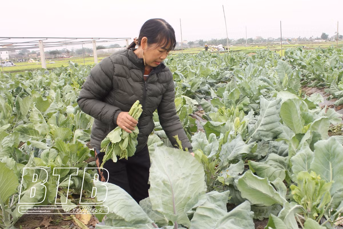 "Chị hai quê Thái Bình" trồng 3 mẫu rau thu 200 - 300 triệu "Chị hai quê Thái Bình" trồng 3 mẫu rau thu 200 - 300 triệu ảnh 1