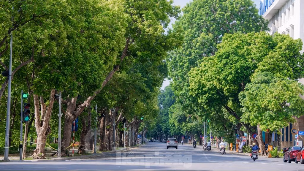 Nhắc đến cây xanh, đầu tiên phải kể đến các tuyến phố xung quanh hồ Hoàn Kiếm. Nơi này tập trung rất nhiều người đi bộ từ sáng đến tối muộn dưới bóng mát của tán cây xanh.