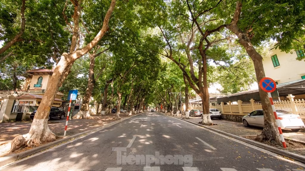 Trên các tuyến phố như: Phan Đình Phùng, Hoàng Diệu, Thanh Niên (quận Ba Đình), Lò Đúc (quận Hai Bà Trưng), hàng cây xanh 2 bên đường tạo bóng mát, giúp người đi đường bớt mệt mỏi trong những ngày hè oi bức.