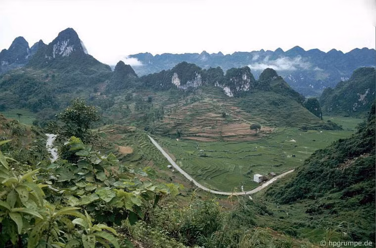Một cung đường uốn khúc qua những thửa ruộng bậc thang.