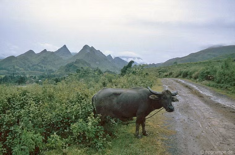 Chú trâu xuất hiện.