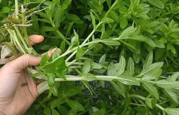Loại rau tưởng bỏ đi nhưng lại là thần dược Loai rau tuong bo di nhung lai la than duoc