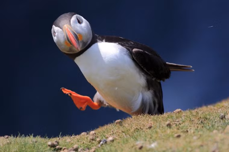 Puffins là một loại chim nhỏ sinh sống vùng biển; chủ yếu ăn cá và các loại phù du; sinh sản trong các vách đá ven biển hoặc trong hang đất. Ngoài tên gọi quen thuộc, Puffins còn được biết đến với tên gọi “chú hề đại dương” với những hành động vụng về, đáng yêu.