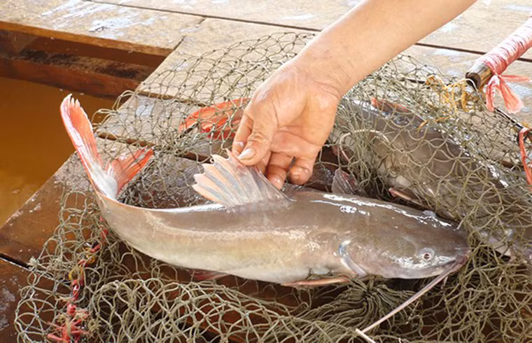 Cá lăng nướng Tây Nguyên. Là đặc sản mà thiên nhiên ưu ái ban tặng cho đồng bào Tây Nguyên, thịt cá lăng săn chắc, thơm ngọt hơn hẳn các loại các khác nhờ thường xuyên ăn mồi sống, cá con, phù du và rêu bám trên vách đá.