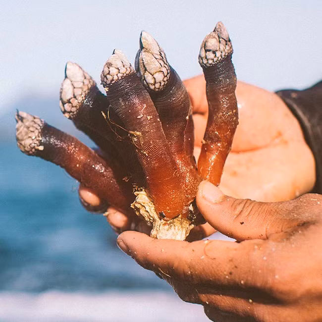 Tuy nhiên, đằng sau vẻ ngoài đáng sợ đó, hương vị của ốc Percebes ngon đặc biệt nên nhiều người mê mẩn