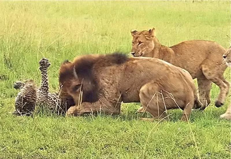 Khi đang tham quan vườn quốc gia Queen Elizabeth (Uganda), nhóm nghiên cứu thuộc chương trình Carnivore Uganda đã ghi lại được một khoảnh khắc cực kỳ tàn khốc trong thế giới động vật hoang dã. Đó là cảnh 9 con sư tử tấn công chú báo hoa mai đơn độc.