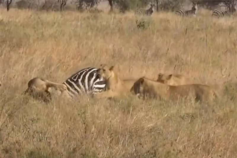 Clip: Tro tai mai phuc, bay su tu tom gon ngua van