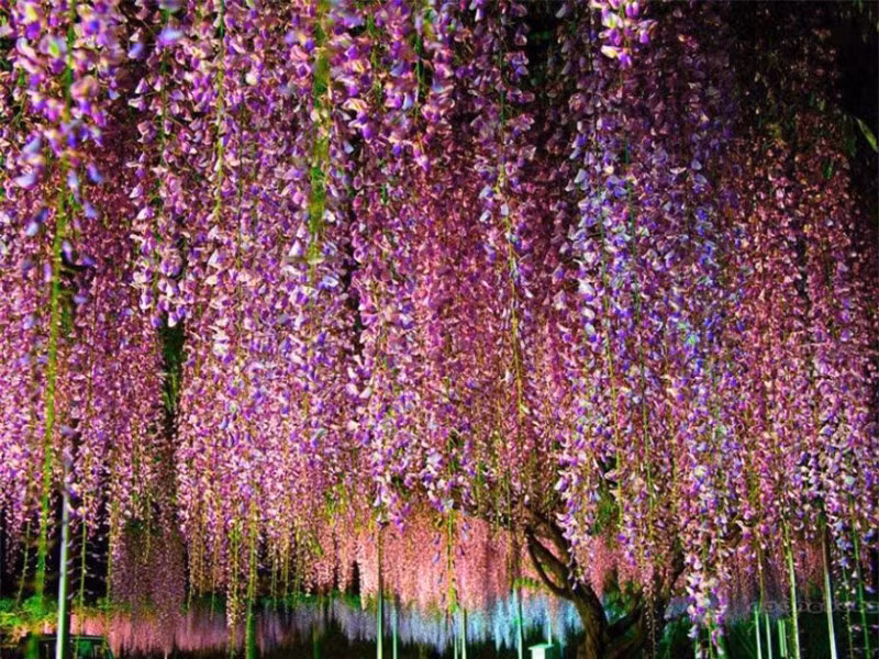 Nếu với các nước phương Tây, hoa hồng được xem như một biểu tượng cho một tình yêu bất diệt thì riêng với Nhật Bản, hoa tử đằng được xứng danh cho một tình yêu vĩnh cửu.