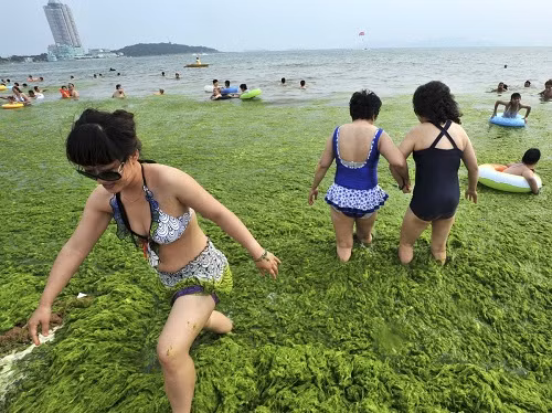 Tảo Enteromorpha trôi dạt tới một bãi biển thuộc tỉnh Sơn Đông, Trung Quốc trong mùa hè.