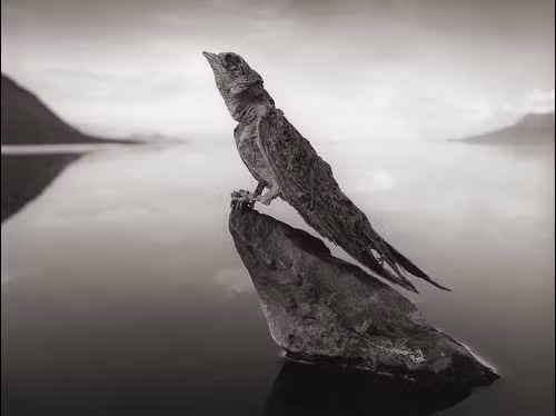 Nhiếp ảnh gia Nick Brandt đã ghi lại những hình ảnh quyến rũ của các loài chim và dơi “hóa đá” tại hồ Tanzania do ảnh hưởng của soda khan và muối trong hồ.