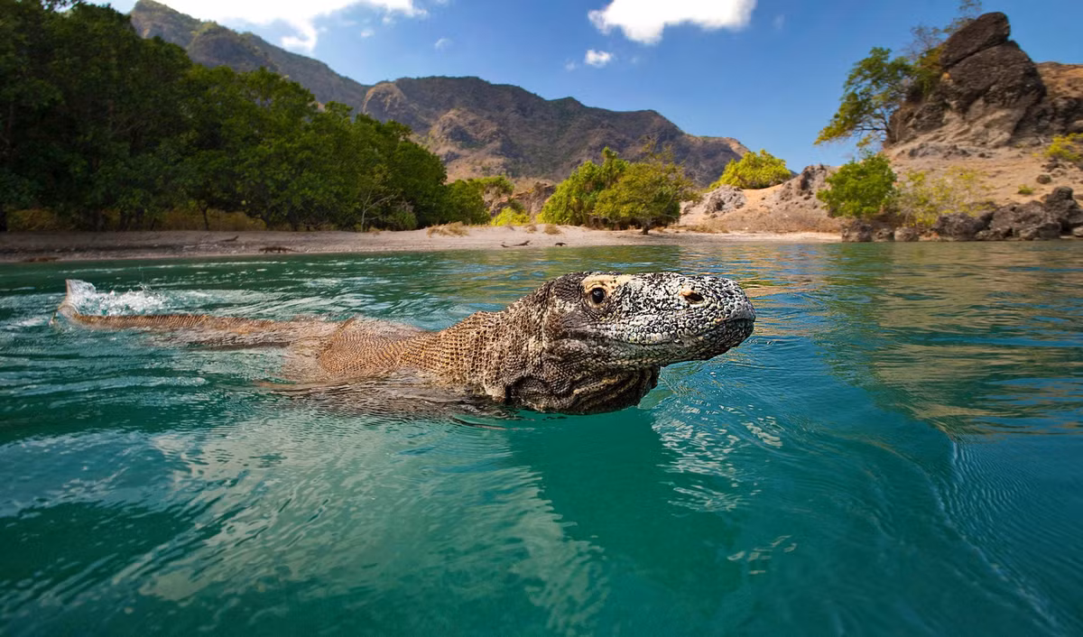 Răng rồng Komodo giống một cách đáng ngạc nhiên với răng khủng long - Hình 2 Rang rong Komodo giong mot cach dang ngac nhien voi rang khung long-Hinh-2