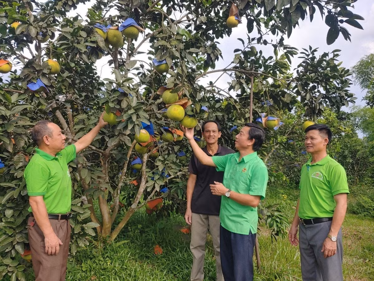 Huyện Hương Khê có 19/21 xã, thị trấn trồng bưởi, nổi bật là các xã: Hương Trạch, Phúc Trạch, Hương Đô, Lộc Yên, Gia Phố,... với tổng diện tích khoảng hơn 2.700 ha.