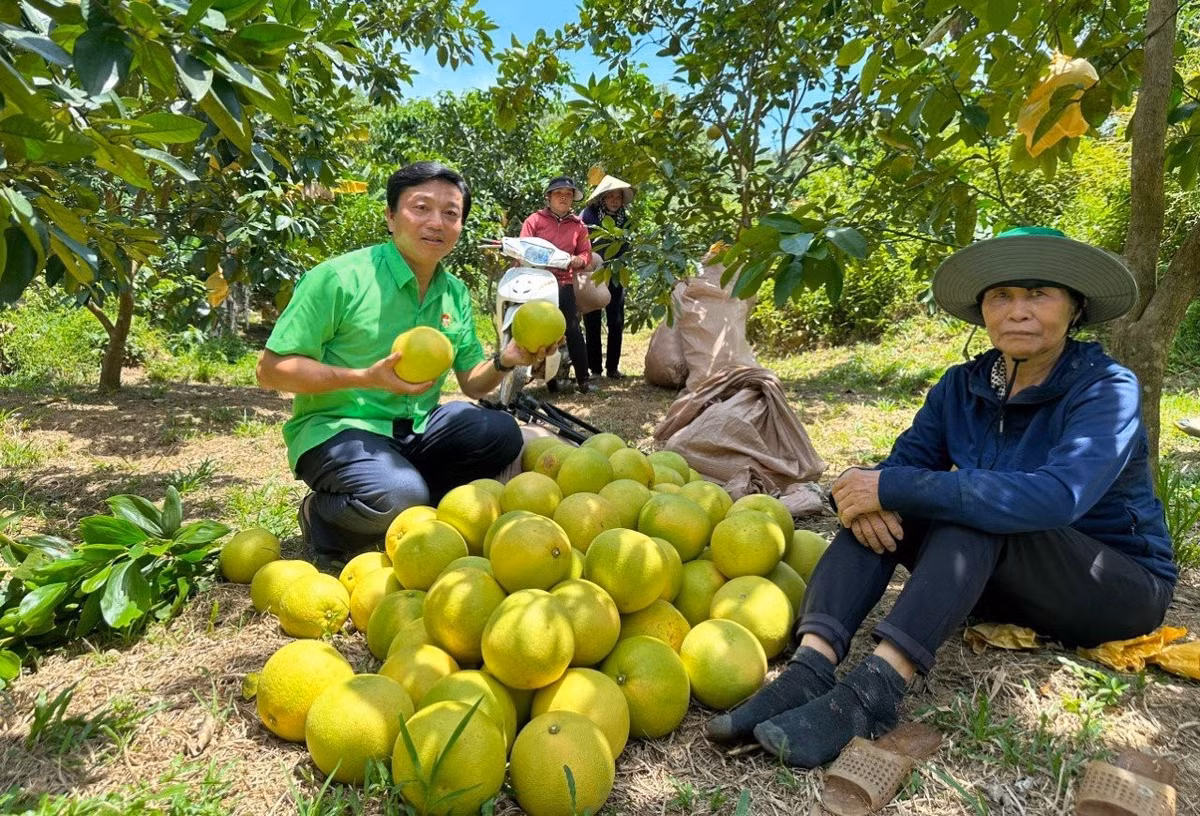Theo Phòng NN&amp;PTNT huyện Hương Khê, tổng sản lượng quả bưởi năm nay toàn huyện ước đạt hơn 21.000 tấn, doanh thu khoảng 500 tỷ đồng.