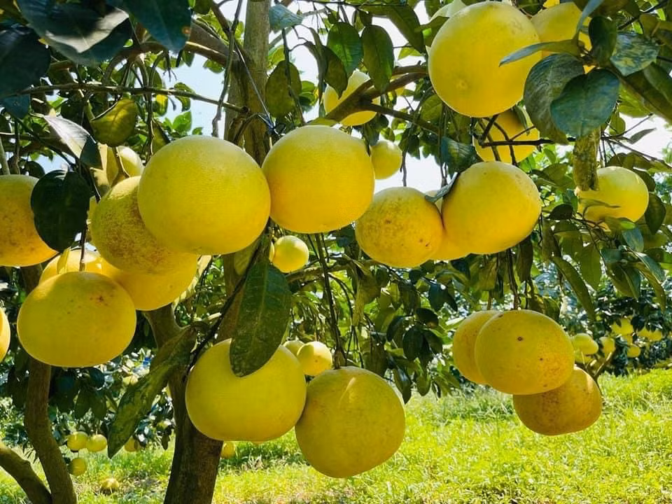 Hương Khê (Hà Tĩnh) được ví như là “chảo lửa miền Trung”, bốn bề bao bọc bởi núi rừng. Chính nơi vùng đất cằn cỗi ấy đã sản sinh ra bưởi Phúc Trạch khiến nhiều người mê đắm.