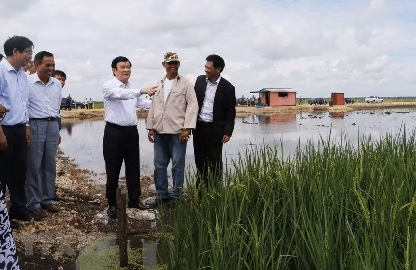 Trong chuyến thăm hữu nghị chính thức Cuba, Chủ tịch nước Trương Tấn Sang thăm Dự án sản xuất lúa gạo Calimete ở tỉnh Matanzas (30/9/2015). (Ảnh: Nguyễn Khang/TTXVN).