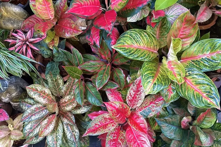 Trong nhà, Aglaonema hiếm khi ra hoa, nhưng thỉnh thoảng, bạn có thể được thưởng một chùm hoa - một bông hoa dài màu trắng nhạt được bao quanh bởi một lớp bao bọc giống như chiếc lá màu xanh lục được gọi là mo, giống như lan ý. 