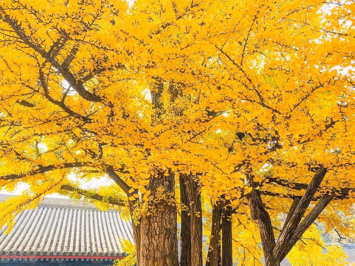 Cây bạch quả có dáng vẻ đẹp đẽ, vào mùa xuân hè, lá cây xanh tươi như những chiếc quạt nhỏ, trơn bóng như ngọc, tươi tắn và đẹp đẽ. Với cơn gió thu dịu dàng thổi qua, những chiếc lá biến đổi thành màu vàng rực rỡ, rải xuống cơn mưa vàng trước cửa nhà bạn và trải vàng dưới mặt đất. Ảnh minh họa Toutiao
