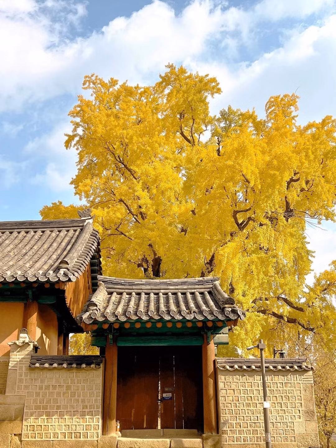 br/> Ngày nay, cây bạch quả đã sống hàng trăm, hàng nghìn năm có thể được nhìn thấy ở nhiều nơi, thường được sử dụng làm cây đường phố hoặc cây cảnh trong sân vườn. Ảnh minh họa Toutiao