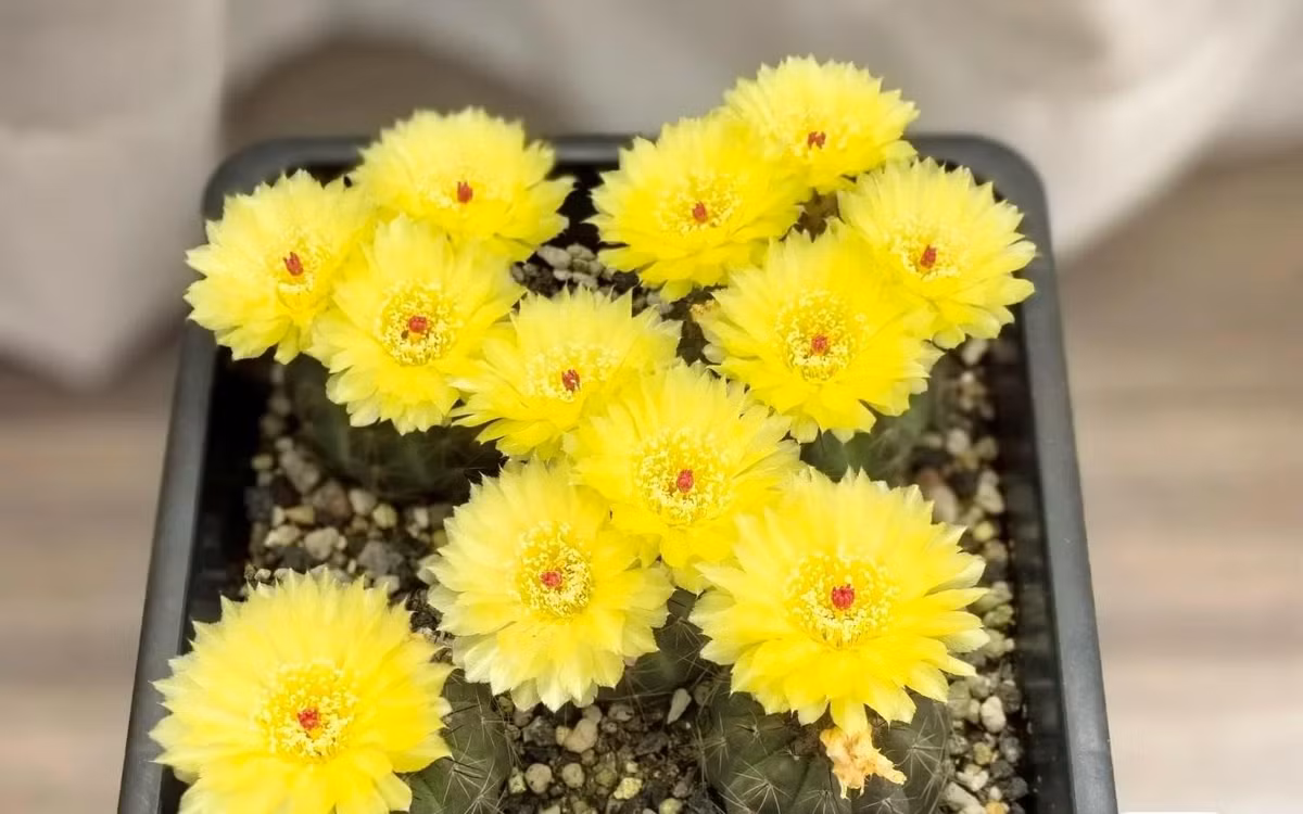Xương rồng Hamato có tên khoa học là Hamatocactus setispinus, thuộc gia đình Xương rồng (Cactaceae). Đây là một loại xương rồng nổi tiếng, rất được những người yêu thích xương rồng ưa chuộng. Xương rồng Hamato không chỉ có hình dáng đẹp, thích nở hoa mà còn khỏe mạnh, dễ trồng. Ảnh minh họa Toutiao