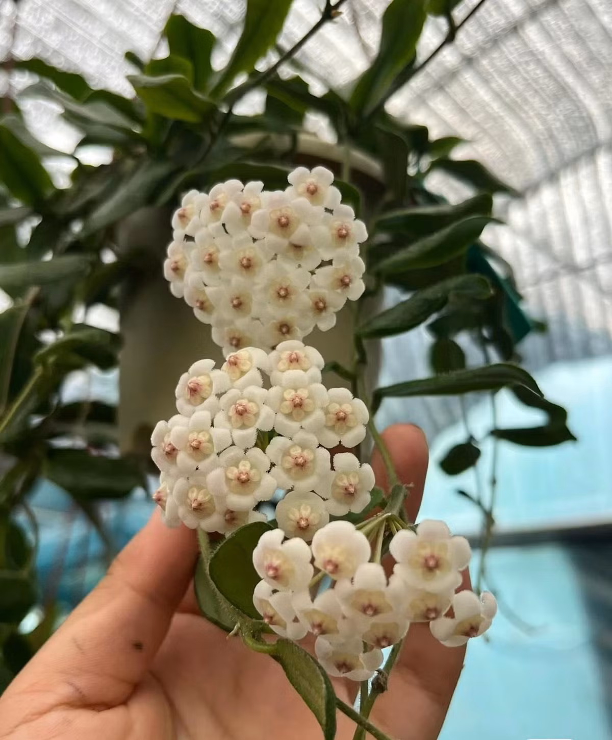  Nó là một giống cây trồng làm vườn tuyệt vời của chi Cẩm cù (Hoya). Cây cảnh này được đặt tên theo hình dạng của lá - một sự độc đáo rất khác biệt với những cây cảnh khác. 