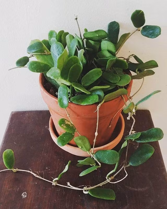 Người xưa có những câu nói như "trời tròn, đất vuông" hay "mẹ tròn, con vuông" chính là ngụ ý về sự viên mãn, trọn vẹn. Do đó, trồng cây cảnh cẩm cù lá vuông, hoa tròn trong nhà mang lại sự may mắn về mặt phong thủy giúp thu hút tài lộc và đem lại sự thịnh vượng trong cuộc sống cho gia chủ. Ảnh minh họa reddit