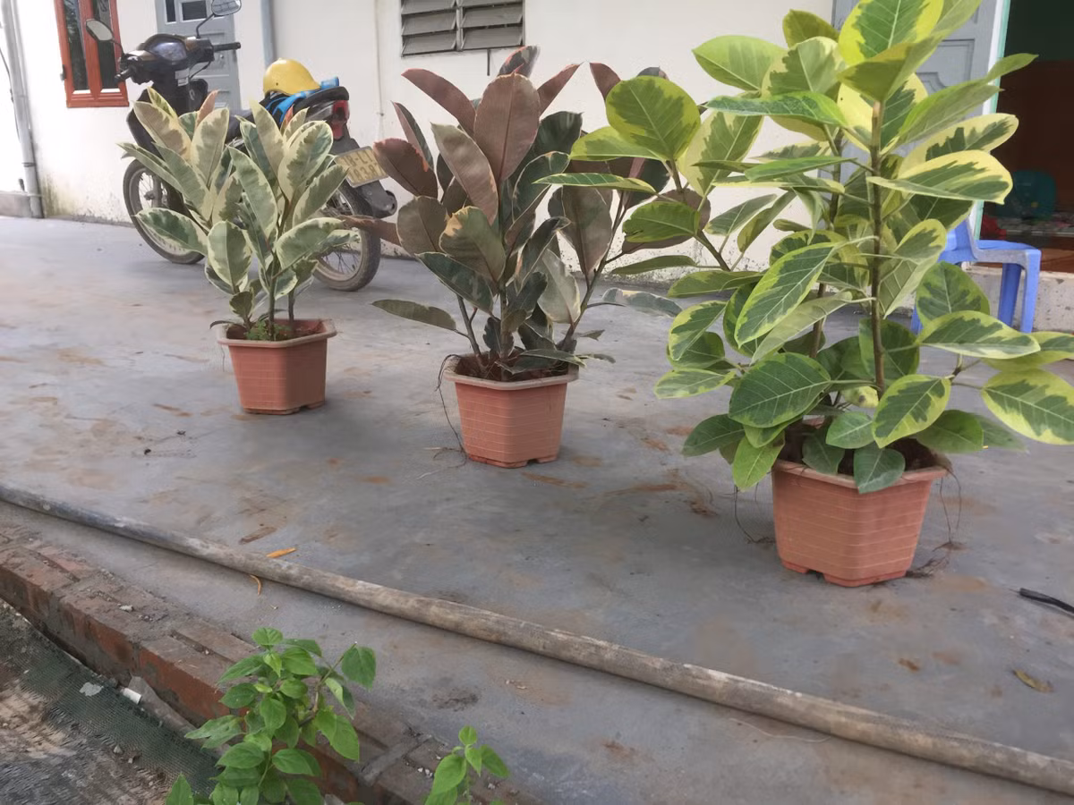  Theo quan niệm trong phong thủy, cây đa cẩm thạch mang đến sự bình an, hòa thuận. Ngoài ra, loại cây này còn tượng trưng cho sự trường tồn, vĩnh cửu.