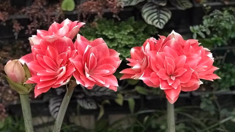 Lan huệ là loài hoa có củ đẹp nhất trong họ Amaryllidaceae. Thân và lá cây lan huệ thẳng đứng, dựng cao khoảng tầm từ 50 đến 70cm và bên trong rỗng, lá cây thì dày, hẹp, phẳng và dài, có vẻ đẹp quyến rũ có thể so sánh với lá lan quân tử.