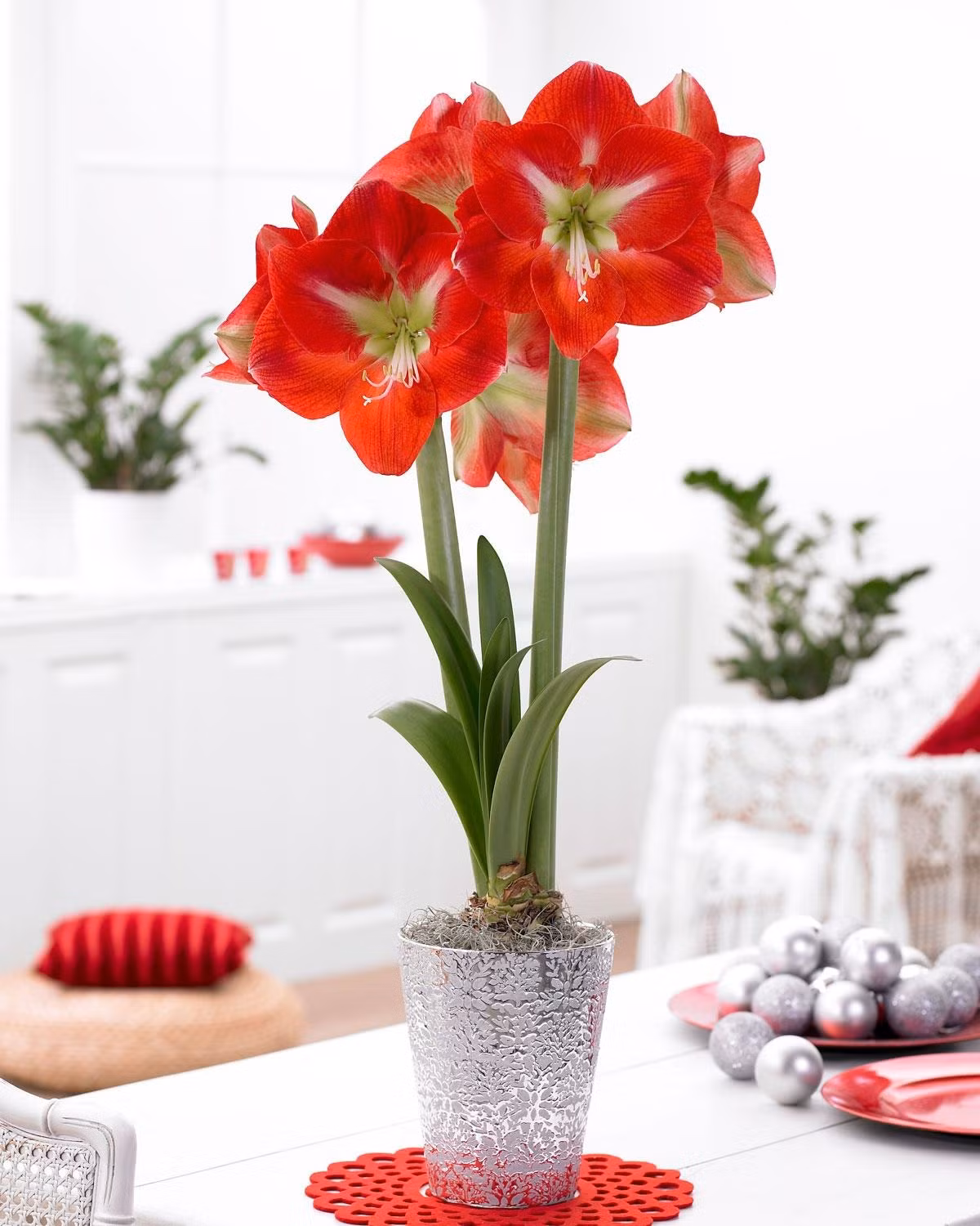 Mỗi bông hoa có thể tồn tại trong vài ngày, giúp bạn có thể thưởng thức vẻ đẹp lộng lẫy của mỗi bông hoa và mùi thơm ngọt ngào của chúng.