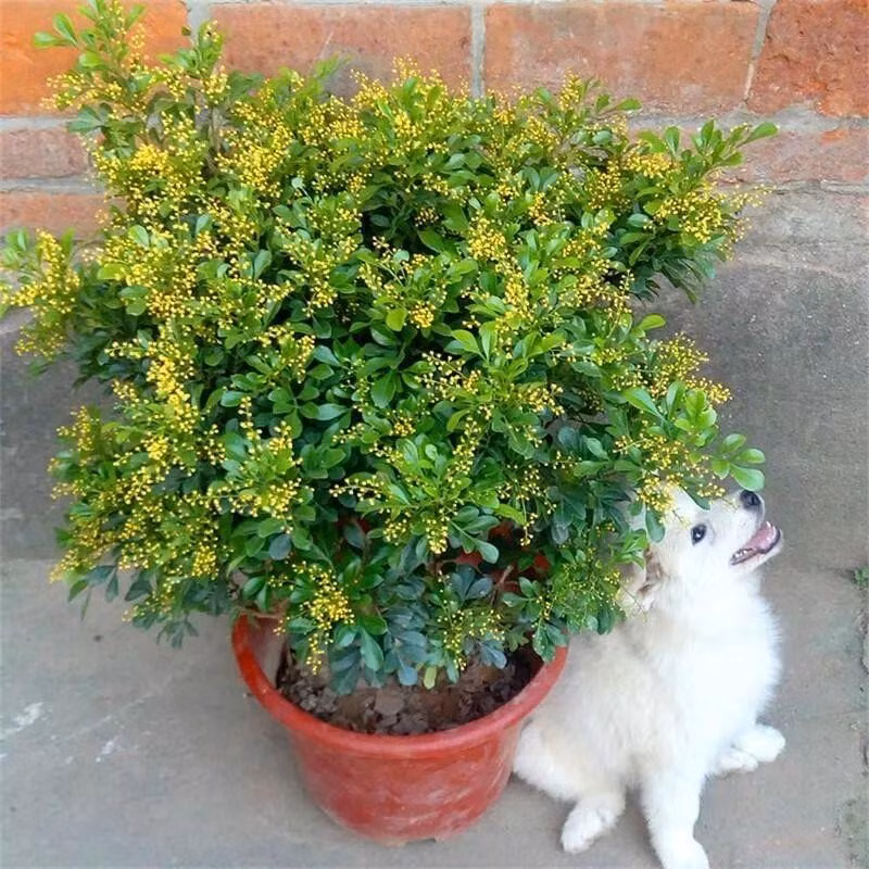Cứ độ khoảng tháng 4 - tháng 9 mỗi năm, cây ngâu sẽ nở những đóa hoa nhỏ nhắn ở phần nách lá, chỉ lớn khoảng 2mm và thường mọc thành các chùm dài từ 5 - 10cm, mang màu vàng tươi xinh xắn, mùi thơm thoang thoảng, dịu nhẹ.