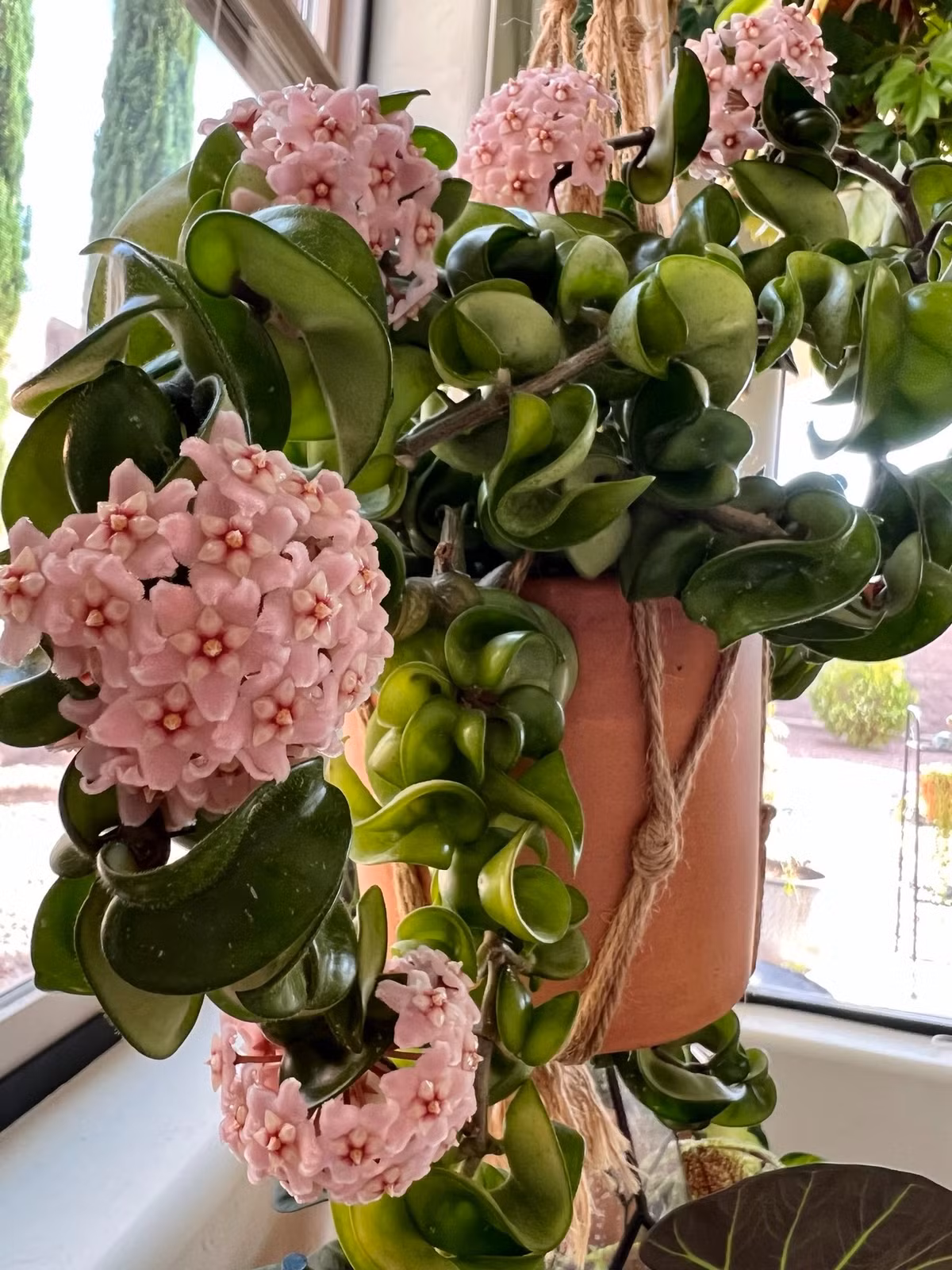  Ngoài ra, cây lan cẩm cù còn được sử dụng để chữa các loại bệnh như viêm phổi nhẹ, viêm phế quản, viêm kết mạc... vì các bộ phận của cây đều phủ sáp, thân và lá chứa một lượng sterol glucoside là hoyin (0.76-0.832%). Ảnh minh họa Toutiao