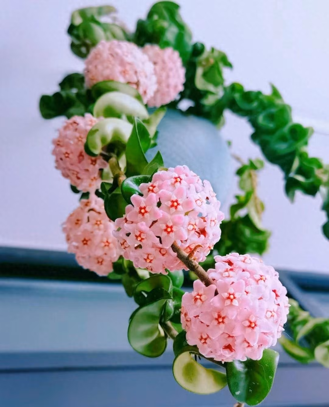 Cũng giống như nhiều loại cẩm cù khác, cẩm cù lá xoắn mang đến ý nghĩa yêu thương, tượng trưng cho sự tròn đầy viên mãn, nên rất phù hợp để bạn tặng cho những người thân yêu quý của mình vào các dịp đặc biệt. Ảnh minh họa Toutiao