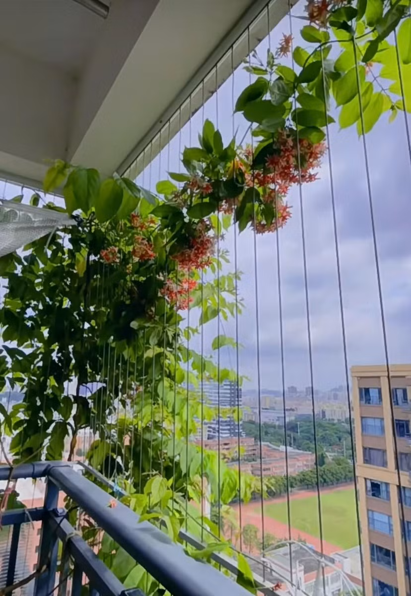 Khi nhiệt độ quá cao, cây cảnh sẽ tạm thời không hoạt động và ngừng phát triển. Ảnh minh họa Toutiao